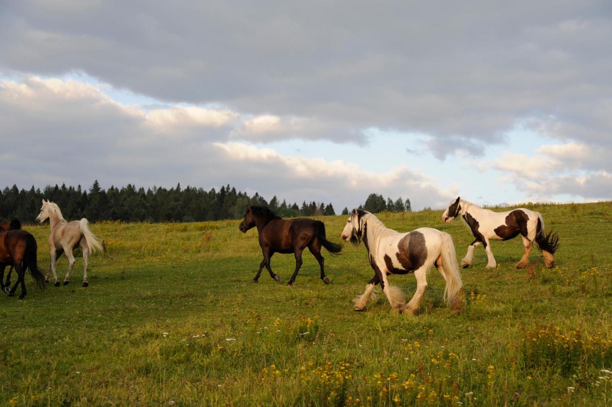 Domek Trohaniec Lesny Lutowiska Exteriér fotografie